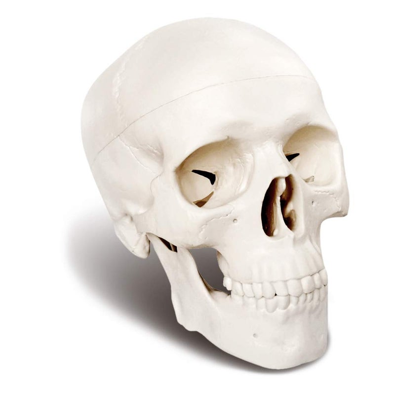 EVOTECH SCIENTIFIC Mini Human Skull Model, 3 Parts Palm-Sized Anatomy Skull Model with Removable Skull Cap & Full Set Teeth, School Teaching-Learning Tool, Fun Decorations Halloween Decorations Pirate Themed Decorations - Image 2
